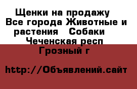 Щенки на продажу - Все города Животные и растения » Собаки   . Чеченская респ.,Грозный г.